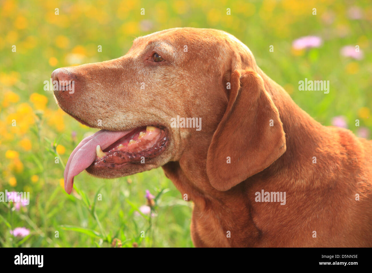 Hungarian Pointer, 9 years old / Magyar Vizsla |Magyar Vizsla, 9 Jahre alt / Kurzhaariger Ungarischer Vorstehhund, alter Hund Stock Photo