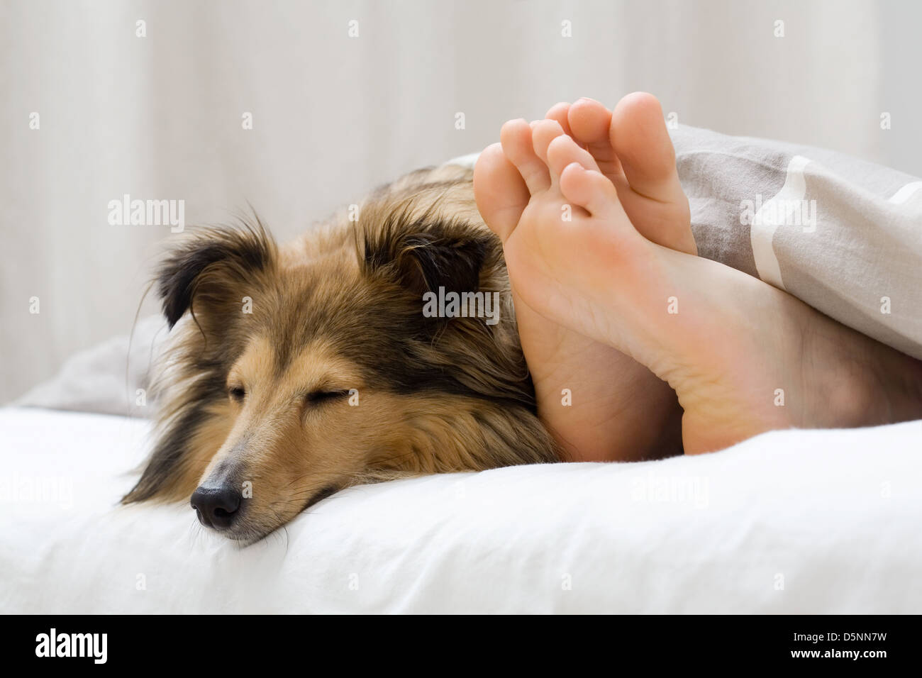 Dog sleeping on the bed by owners feet Stock Photo Alamy