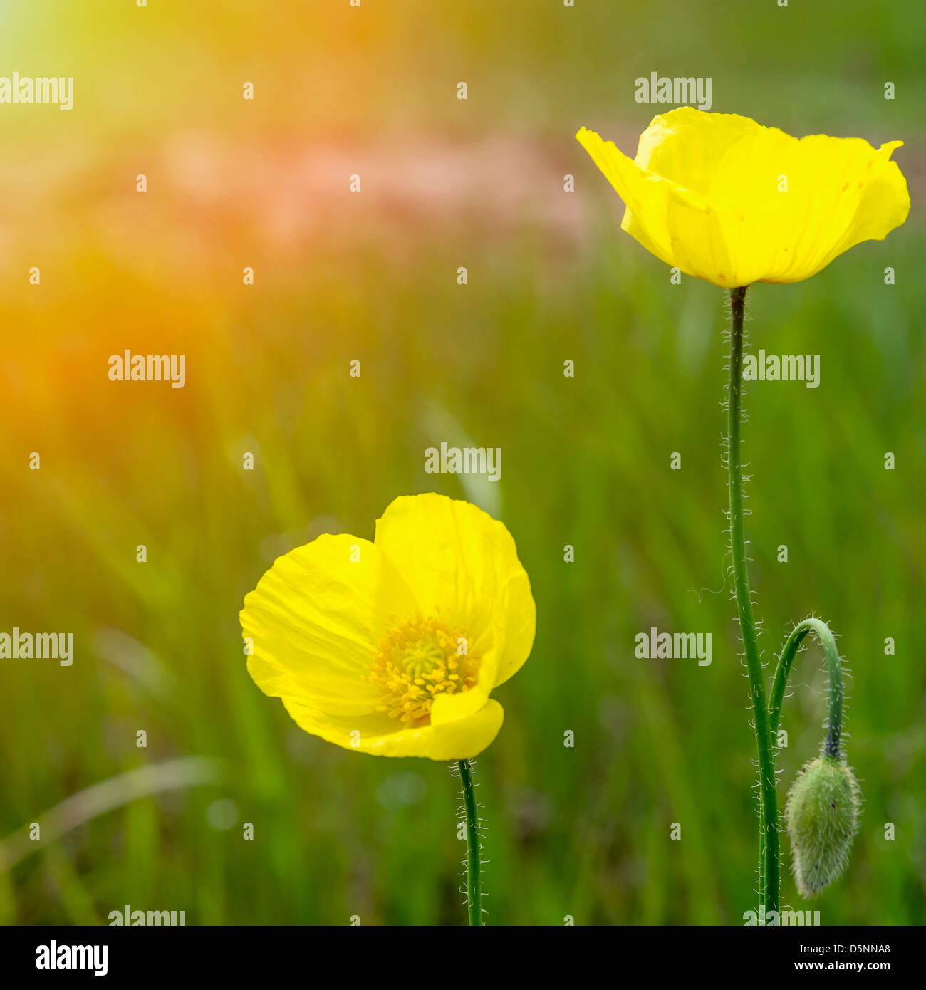 Poppy flower in the sky Stock Photo Alamy