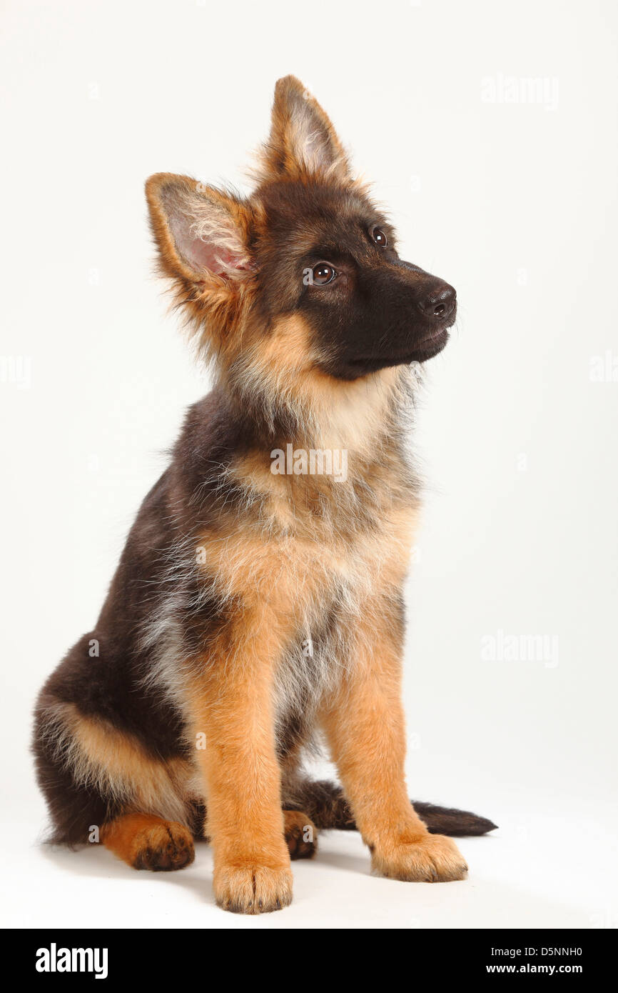 Old German Shepherd Dog, puppy, 4 months / Alsatian Stock Photo