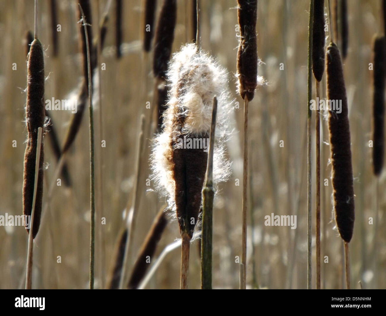 FIrst signs of spring a Bulrush pollinating Stock Photo - Alamy
