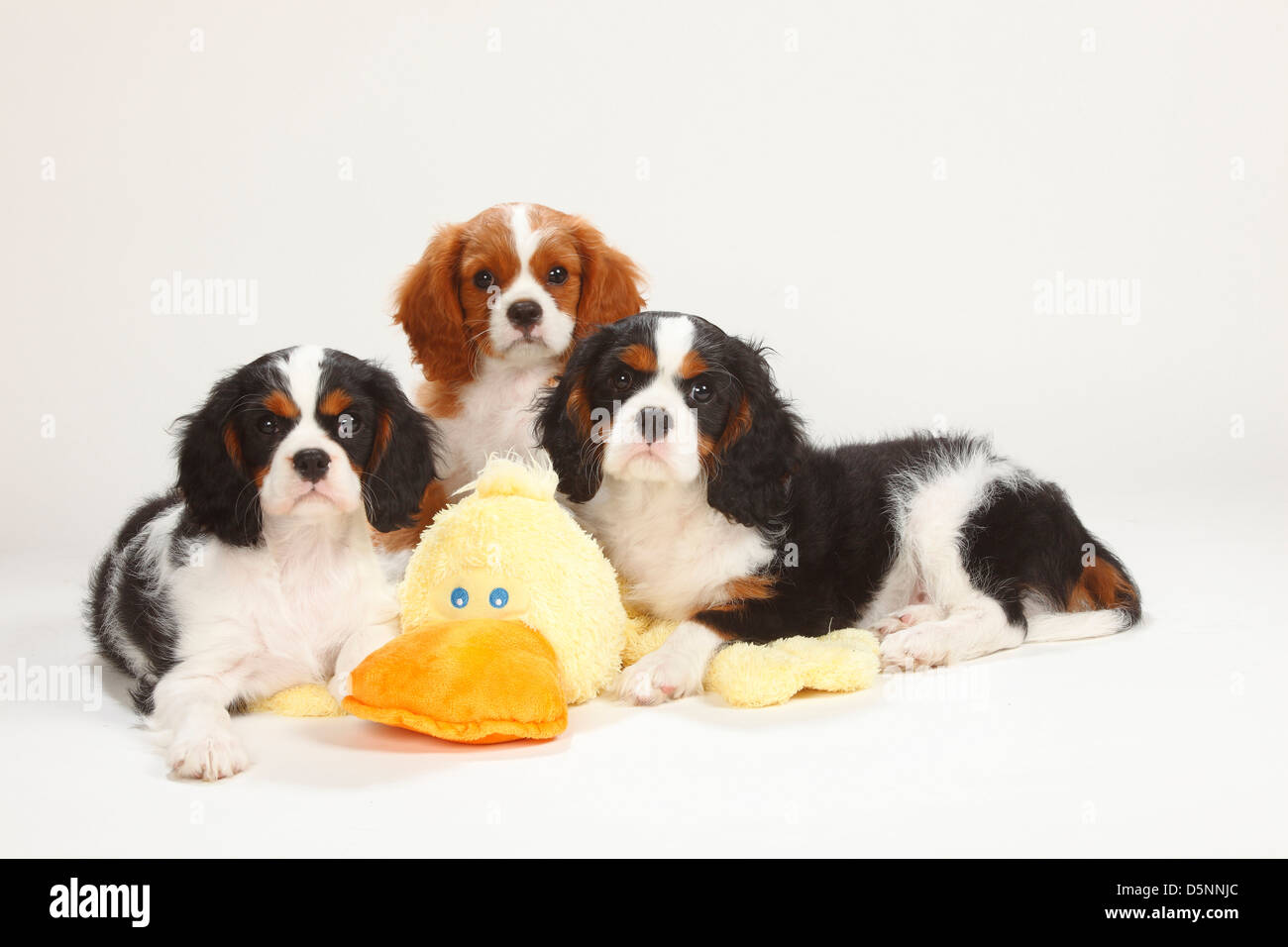 toy king charles spaniel for sale