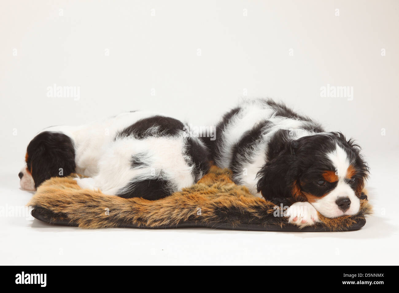Cavalier King Charles Spaniel, puppies, 10 weeks, tricolour Cavalier King Charles Spaniel