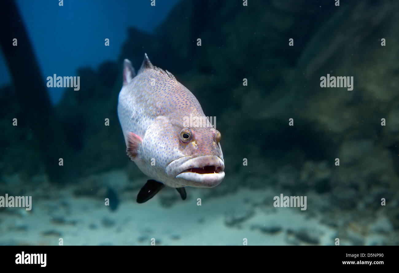 Large predatory fish Stock Photo Alamy