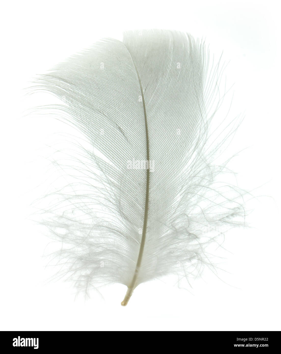 White goose feather isolated on white background Stock Photo - Alamy
