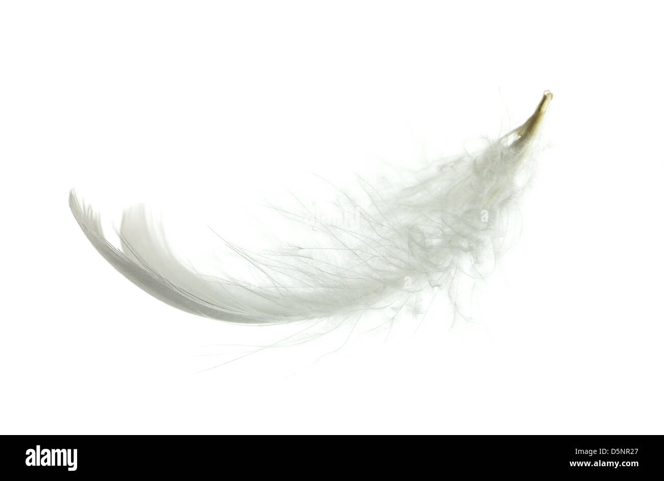 White goose feather isolated on white background Stock Photo - Alamy