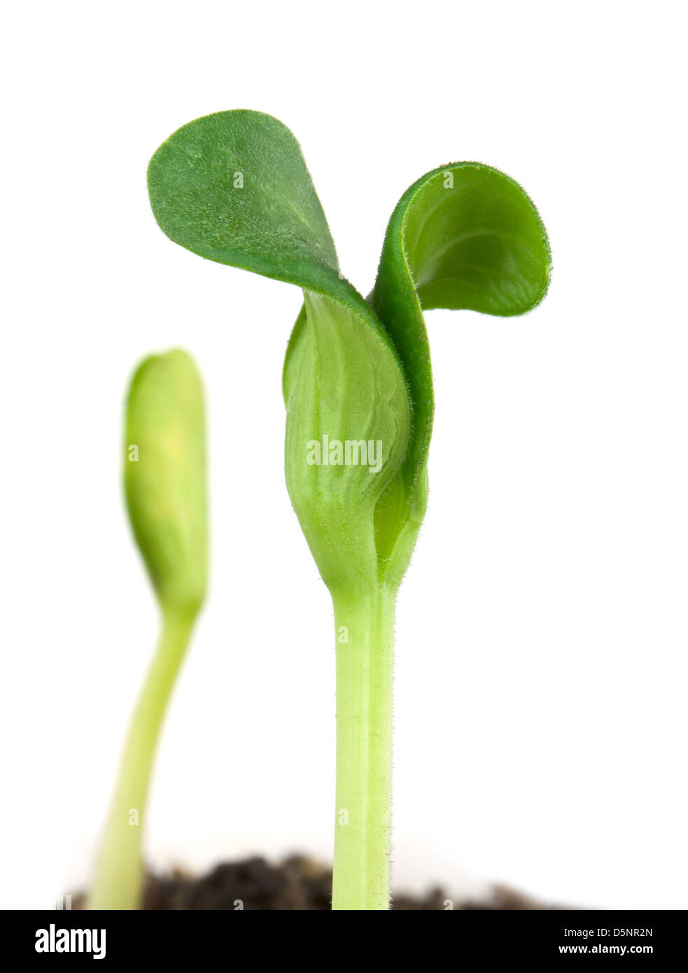 Small pumpkin seedling isolated on white background Stock Photo