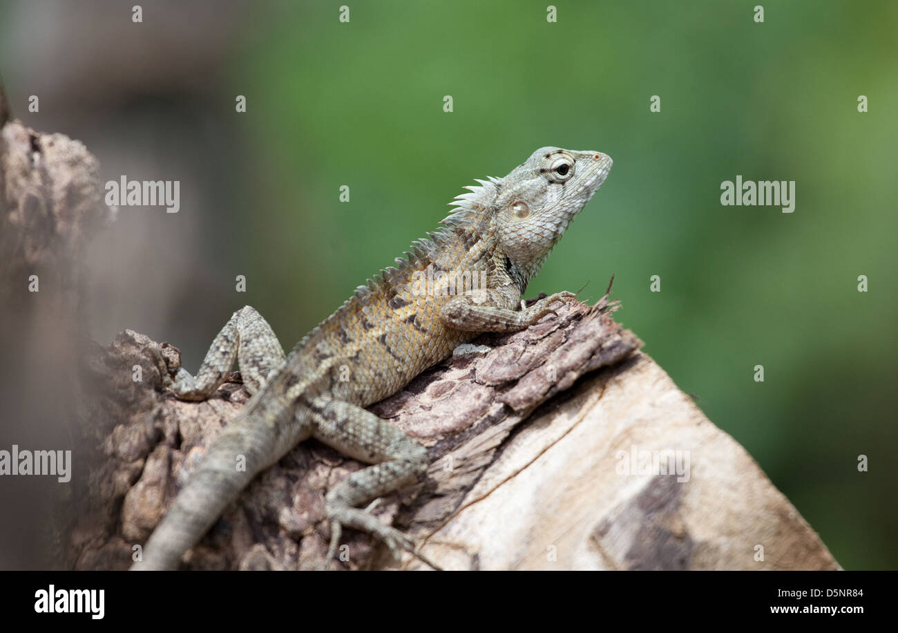 Lizard, Sri Lanka Stock Photo - Alamy