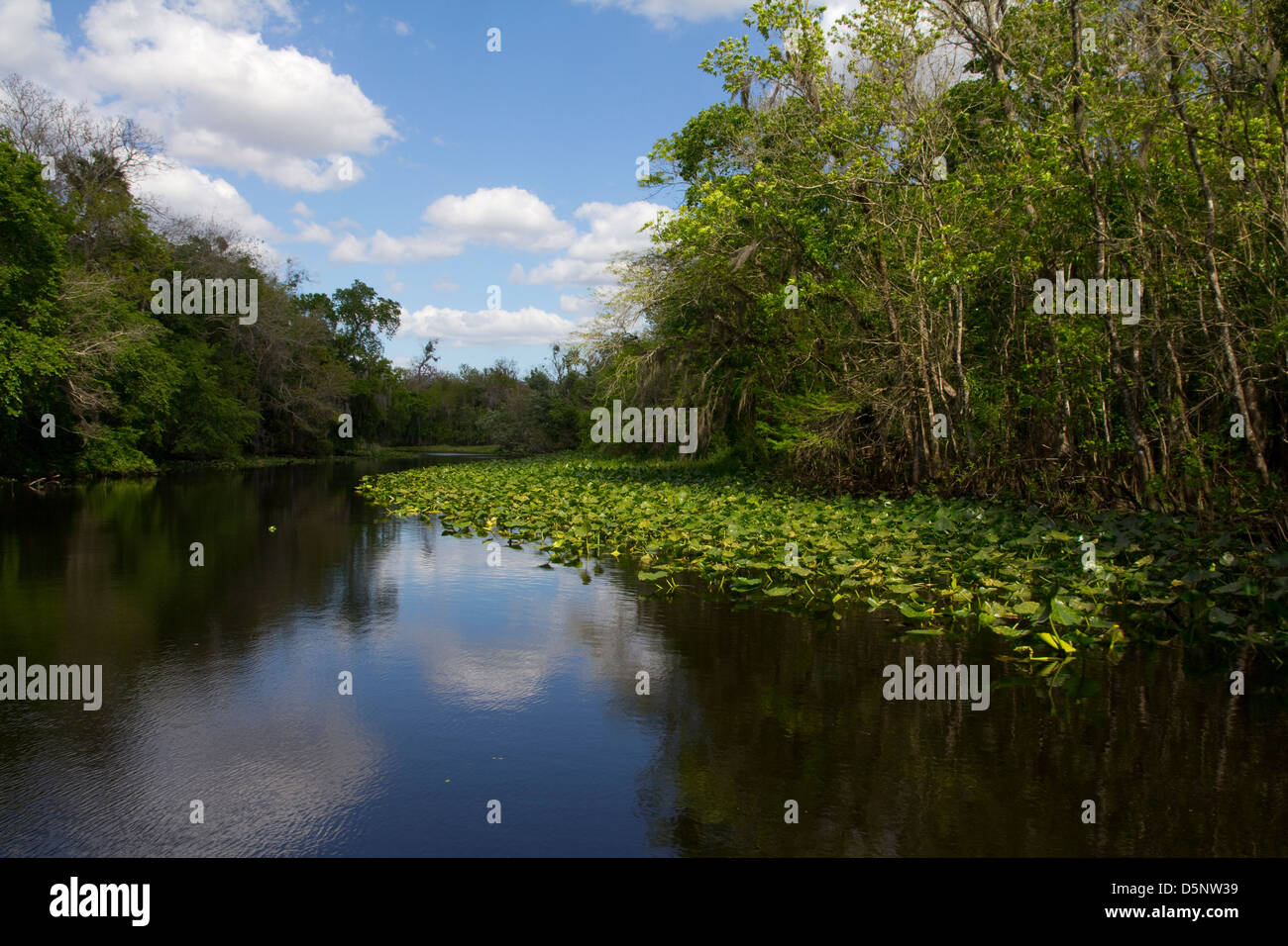 Scenic plant life, St. Johns River and adjacent Lake Woodruff National Wildlife Refuge, near Deland, FL Stock Photo