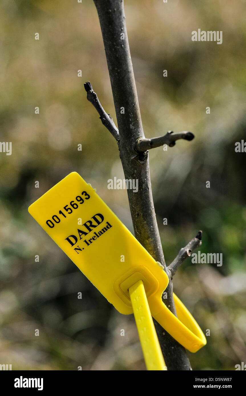 Carrickfergus, Northern Ireland, UK. 6th April 2013. A DARD tag indicates the discovery of the fungus Chalara fraxinea (ash dieback) on a sapling at the Jubilee Wood in Whitehead Credit: Stephen Barnes / Alamy Live News Stock Photo