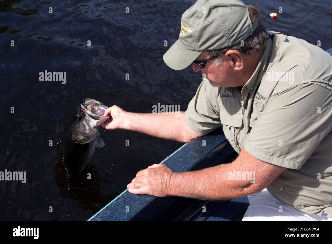 Ron Rawlins releases a gravid (egg carrying) 6pound largemouth bass