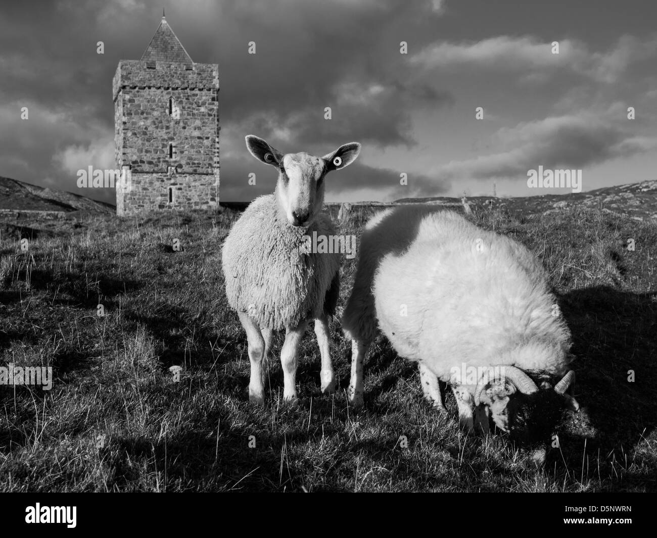Sheep near Rodel church on the Isle of Harris Stock Photo