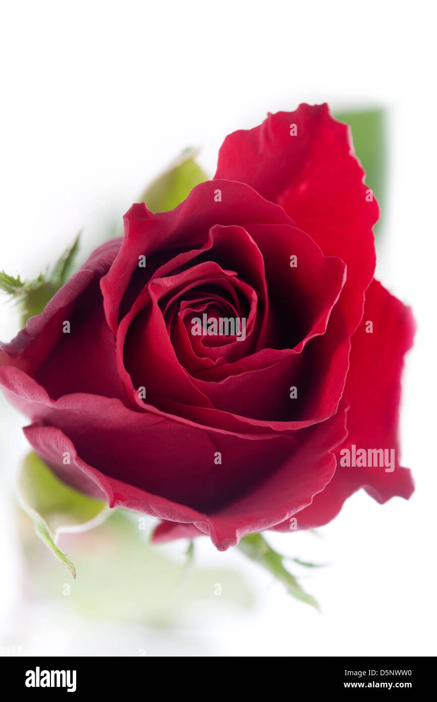 Close up of red rose on white isolated background Stock Photo - Alamy