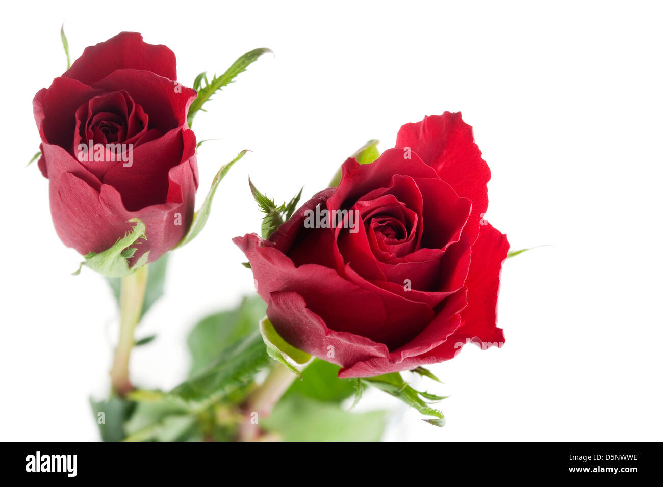 Close up of red rose on white isolated background Stock Photo - Alamy