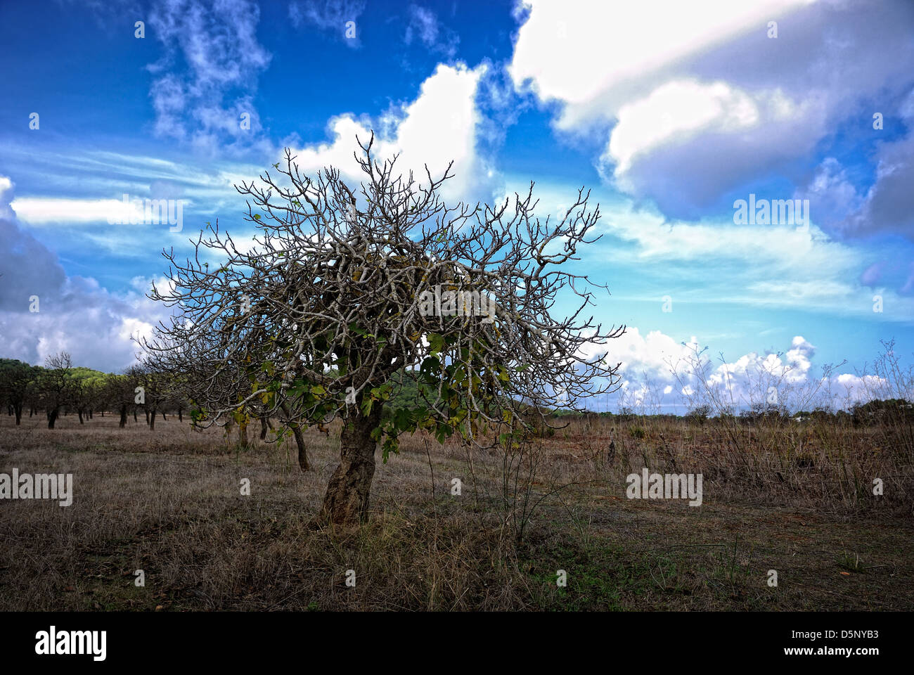 Fig tree in rural area. Santa Inés, Ibiza, Balearic Islands, Spain Stock Photo