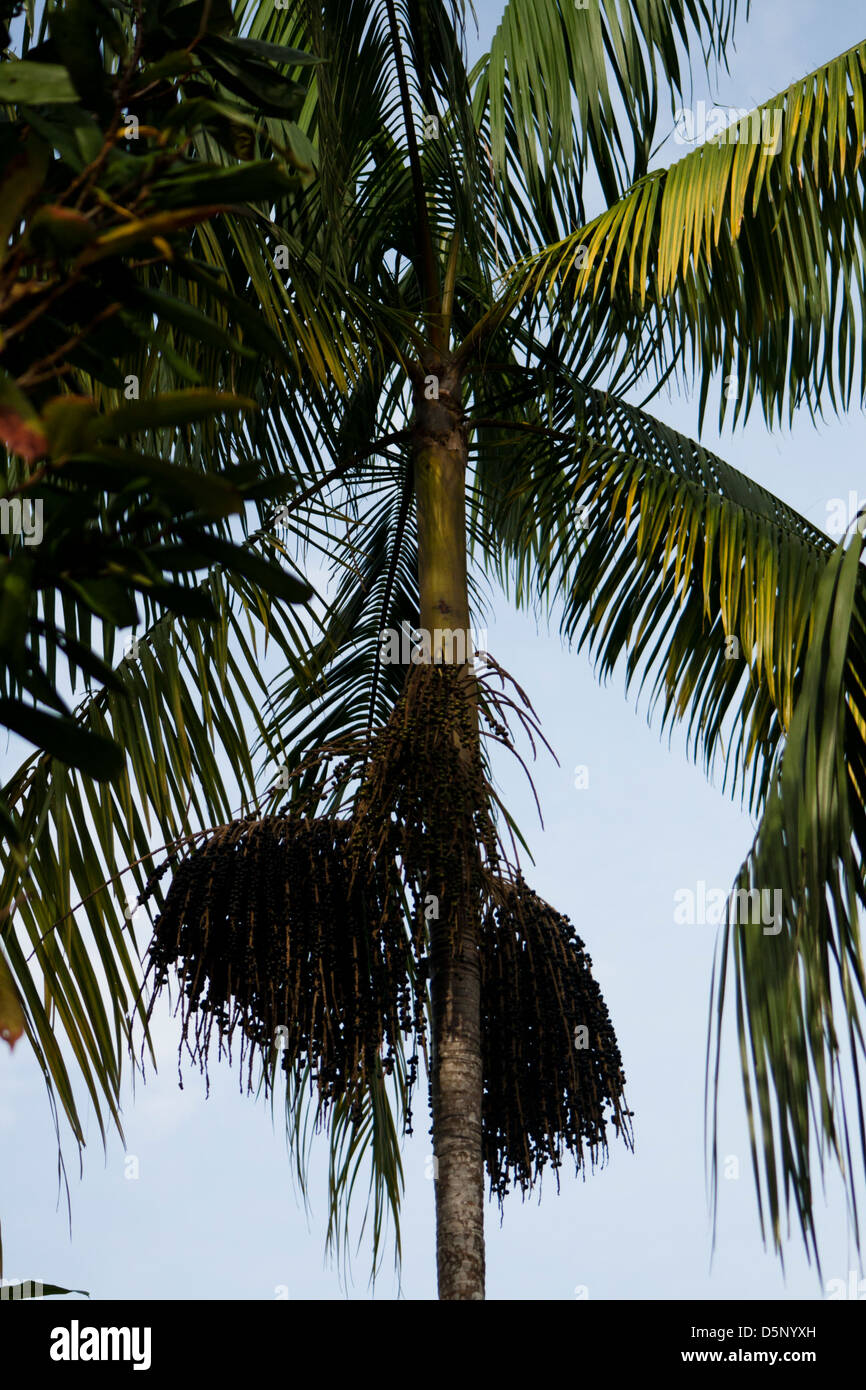 Acái tree at Novo Airão city, amazonas state, Brazil Stock Photo