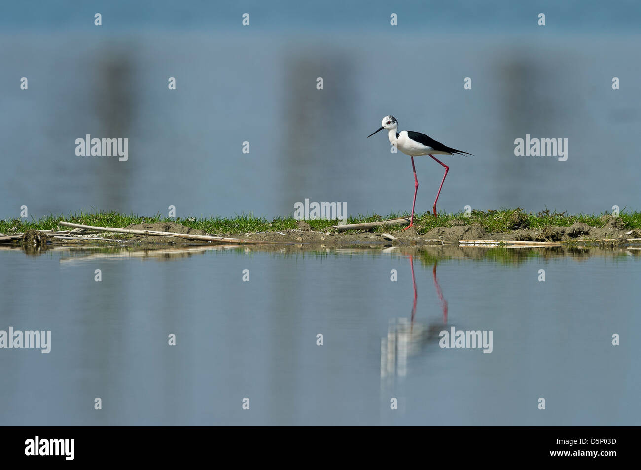 a Black-winged Stilt in a marsh Stock Photo - Alamy