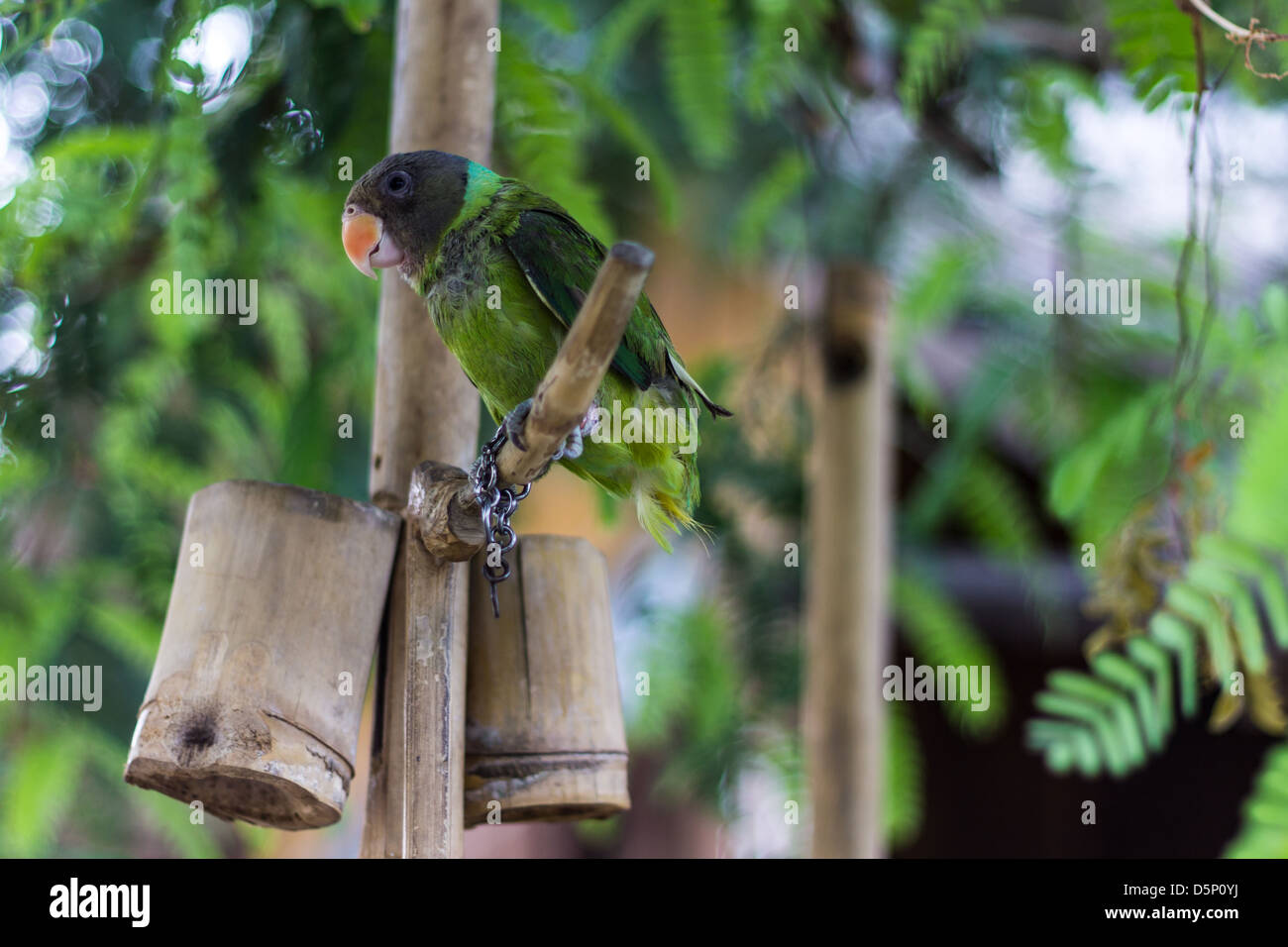Green Parrot Stock Photo