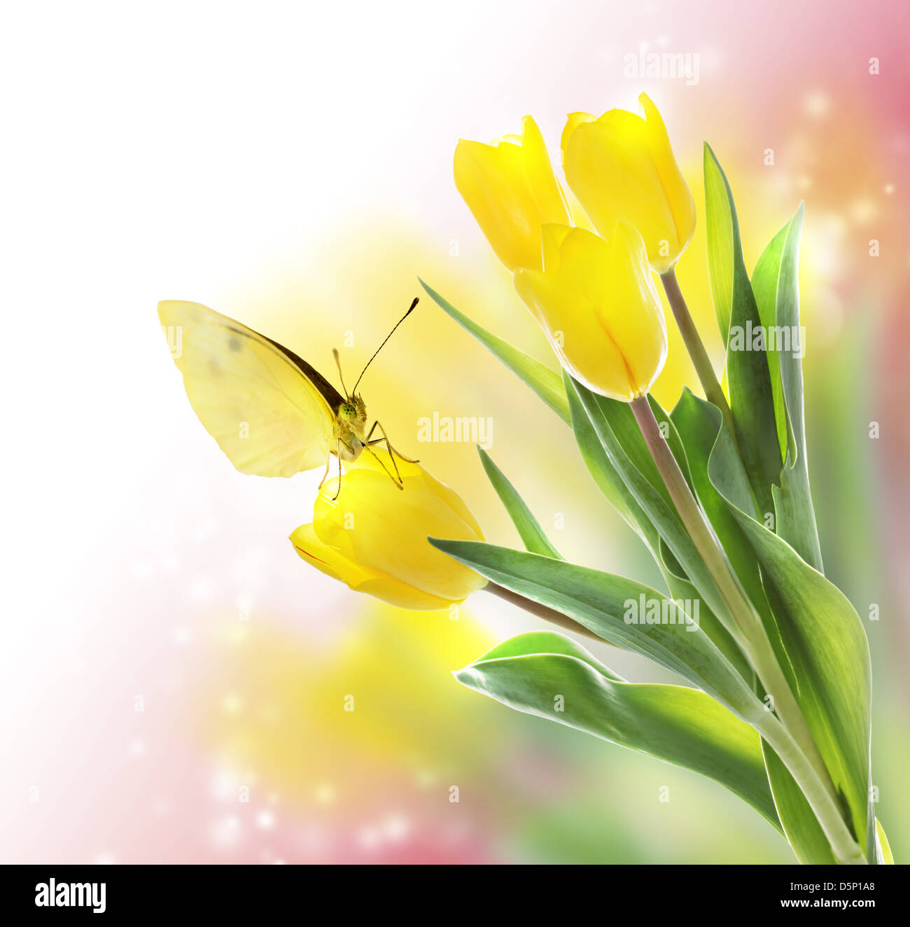 Yellow Tulips with a Butterfly on Pink Soft Light Background Stock Photo