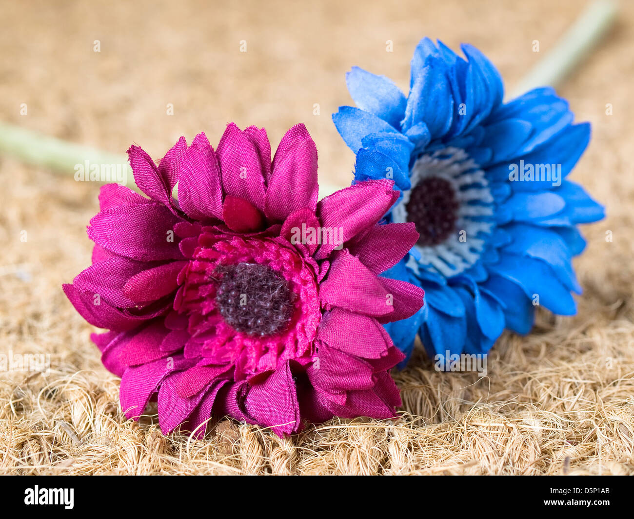 Two flowers of diferent colors on linen background. A flower is blue ...