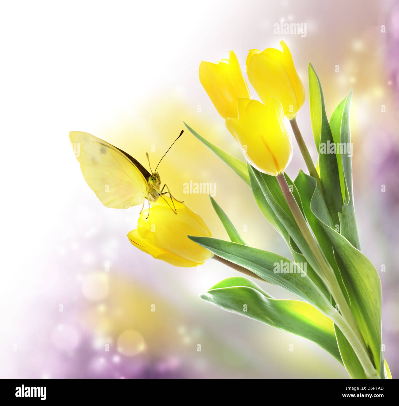 Yellow Tulips with a Butterfly on Light Background Stock Photo