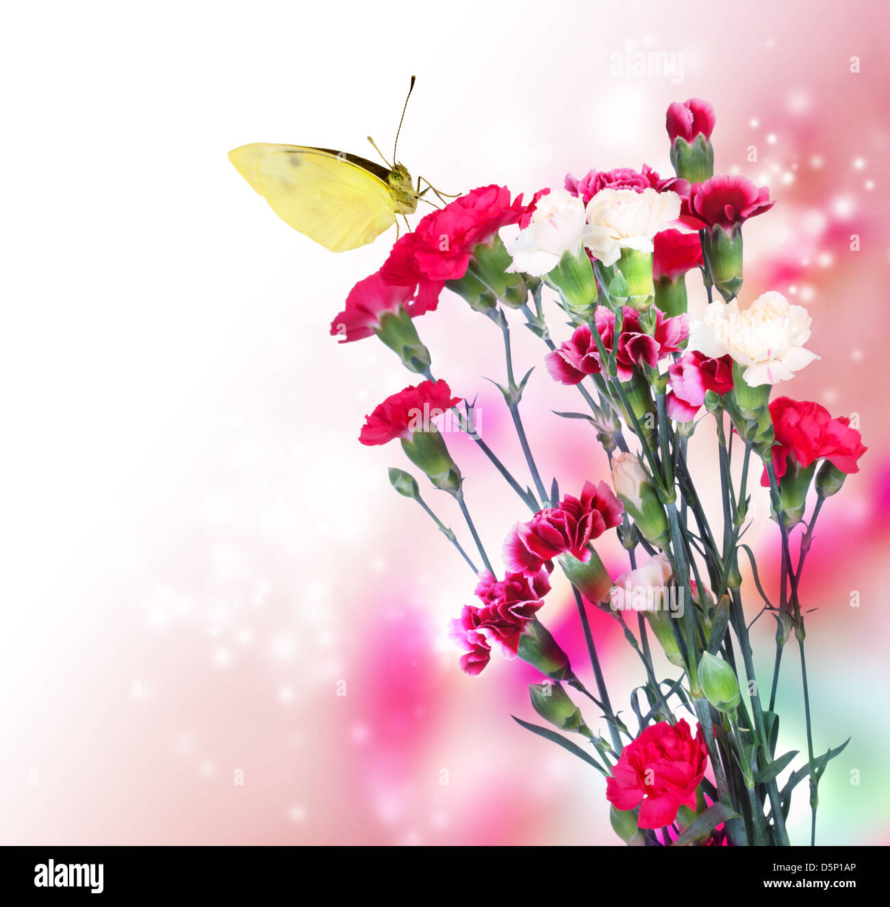 Pink carnation flowers with a butterfly on soft light background Stock Photo