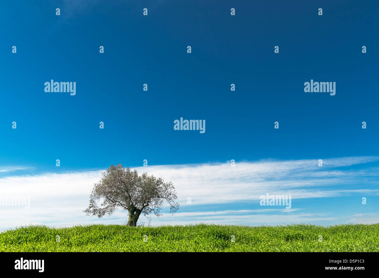 Sky and tree contrast hi-res stock photography and images - Alamy