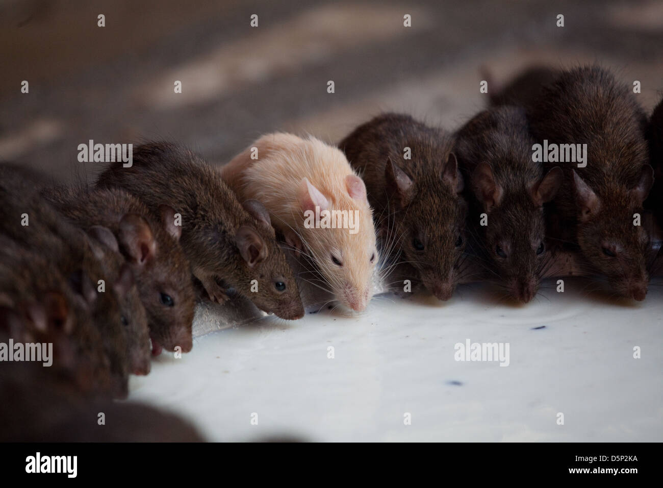 Karni Mata Rat Temple, Rajahstan, India Stock Photo