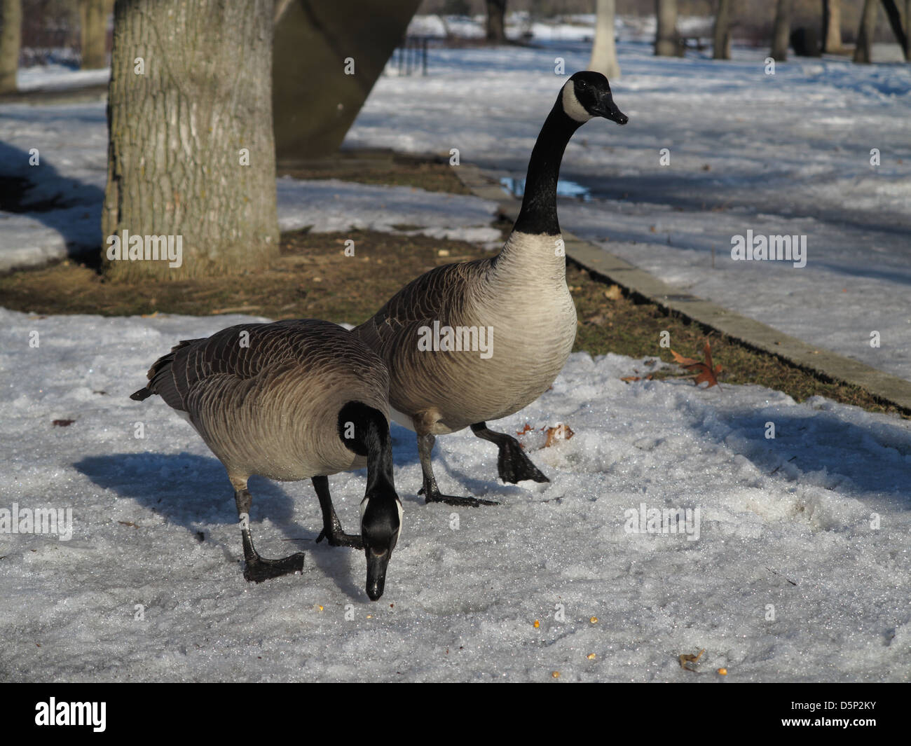 Canada geese walking on the snow by the Ottawa river in Ontario, Canada,  March 2013 Stock Photo - Alamy
