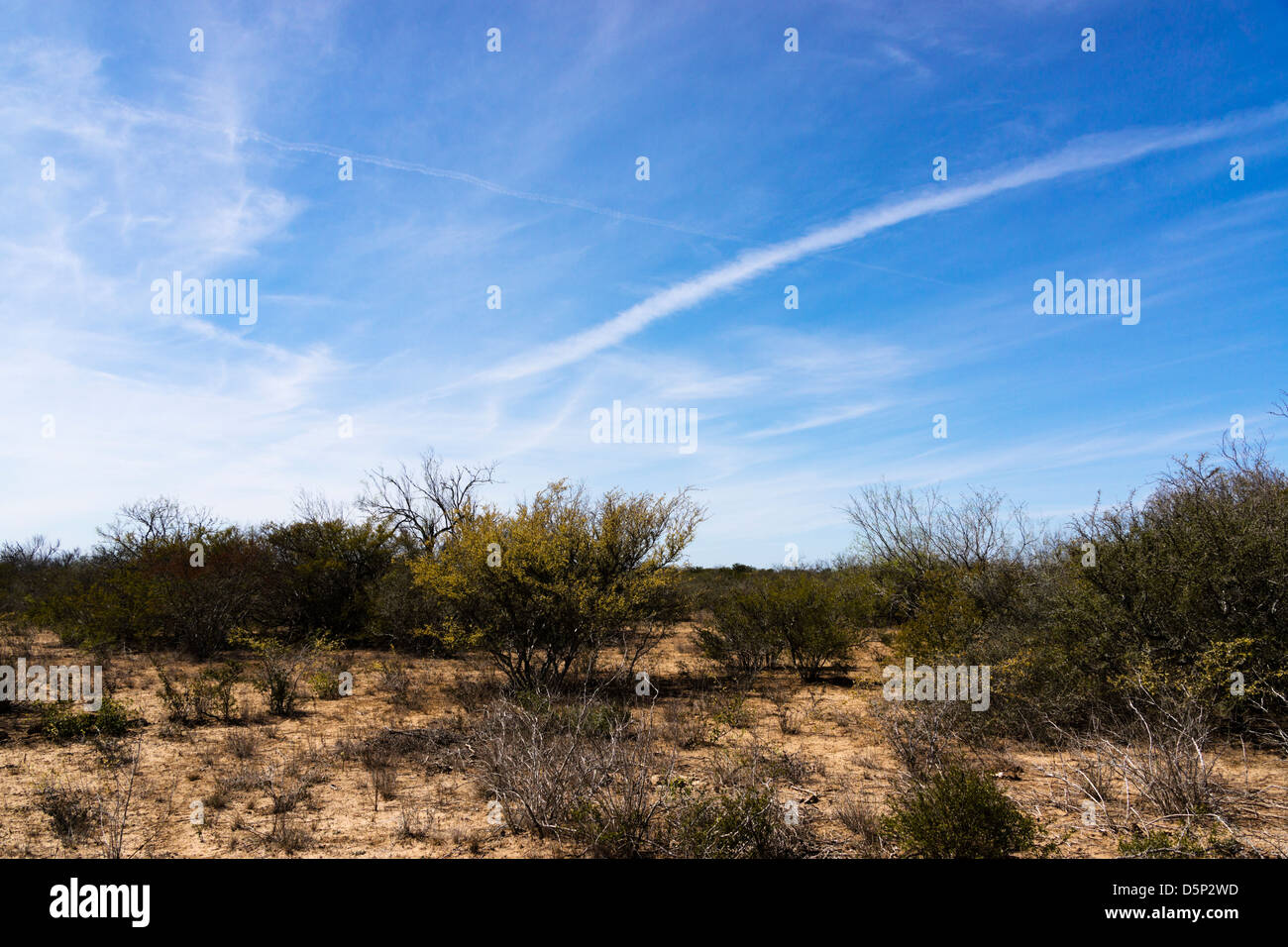 South Texas desert featuring acacia trees, mesquite, Black Thornbush and hard, dry caliche soil. Stock Photo