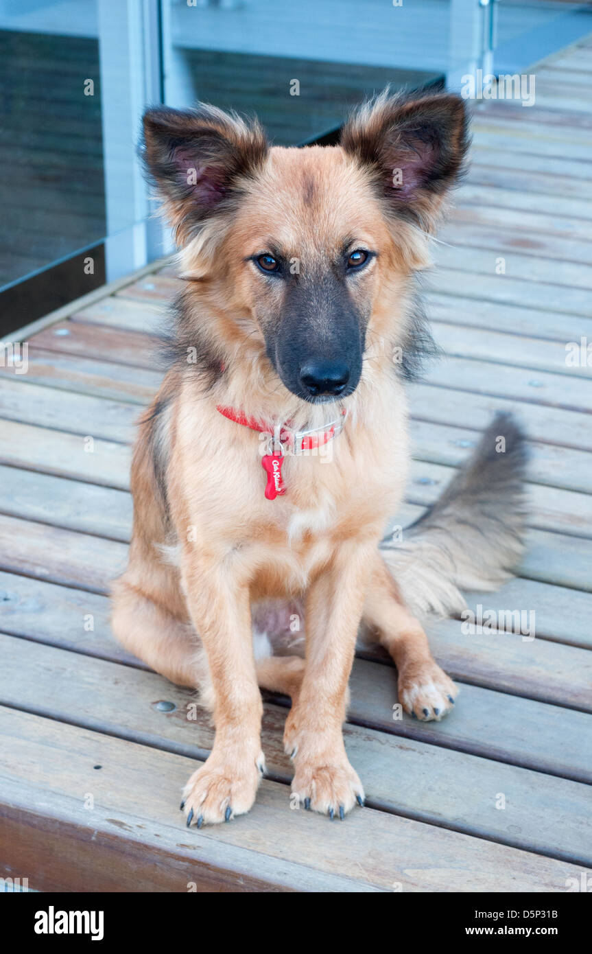 Young dog sitting on porch Stock Photo - Alamy