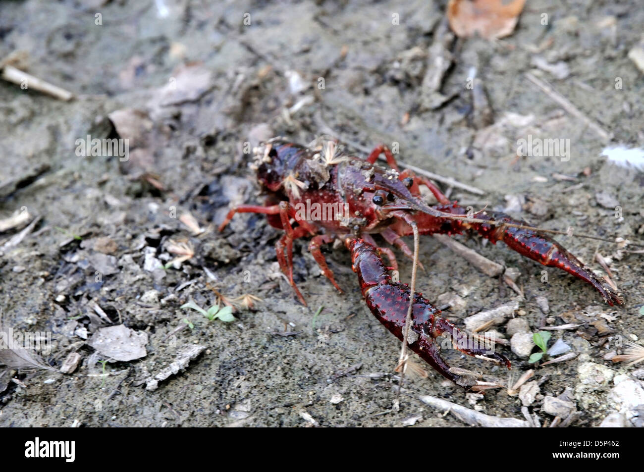 crawfish out of the water Stock Photo Alamy