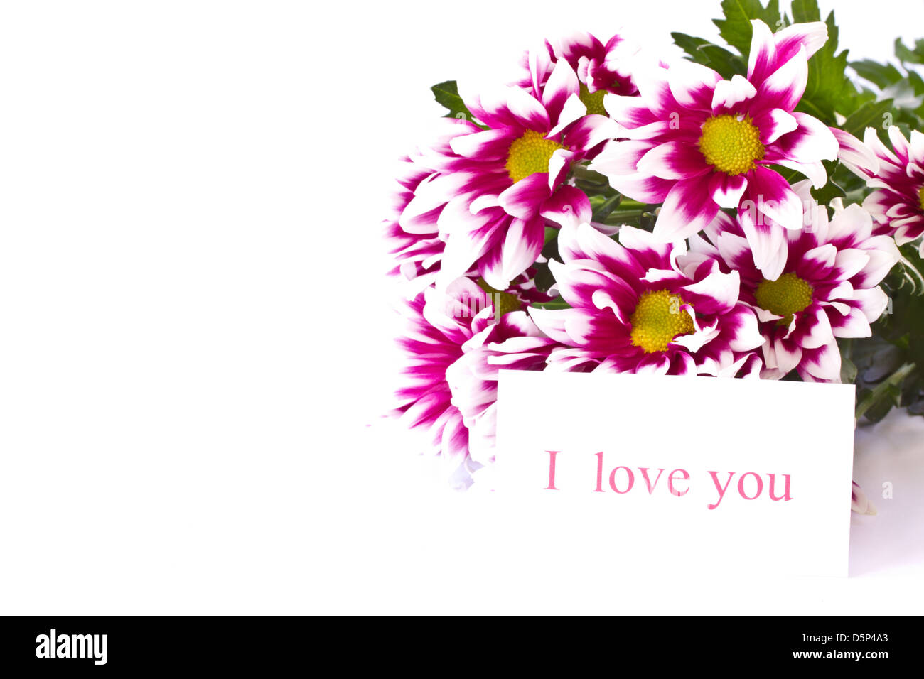 beautiful multi-colored flowers on a white background Stock Photo - Alamy