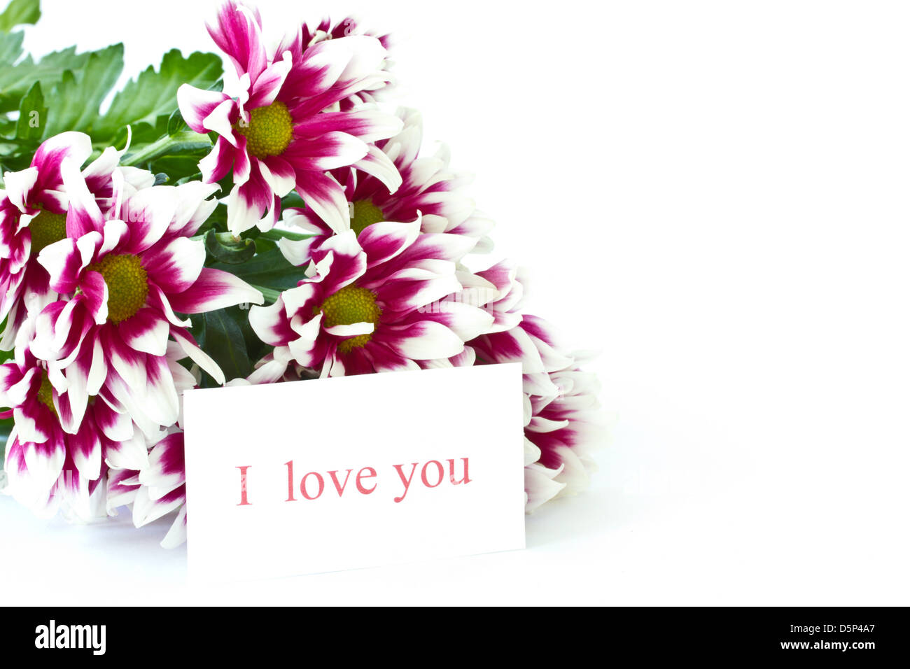 beautiful multi-colored flowers on a white background Stock Photo - Alamy