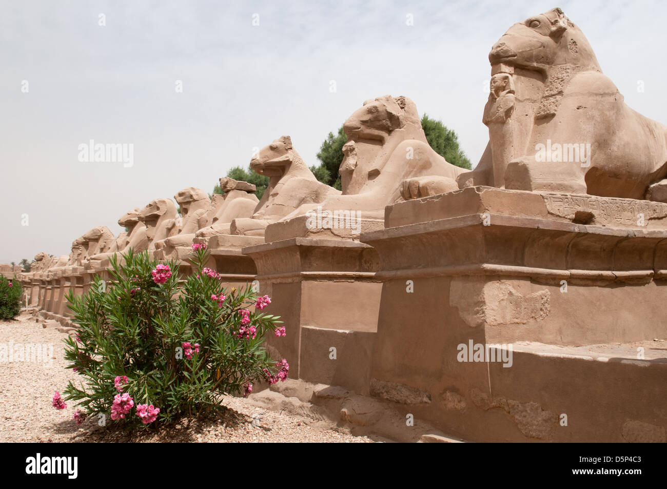 Sphinxes with Ram heads at the entrance of Temple Amun Karnak Luxor Southern Egypt Stock Photo