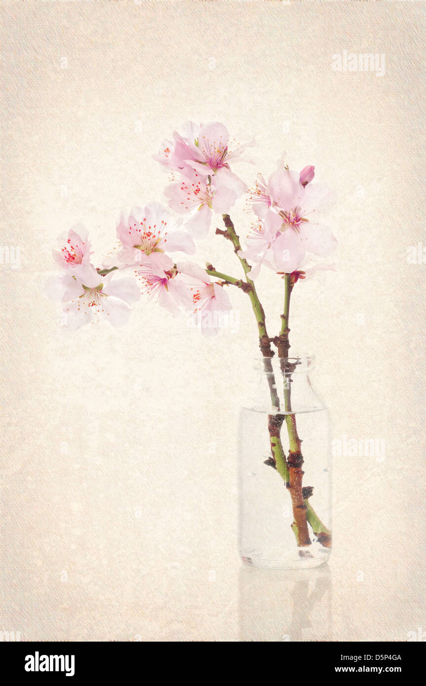 Pretty spring cherry blossom in vintage glass bottle with textured effect Stock Photo
