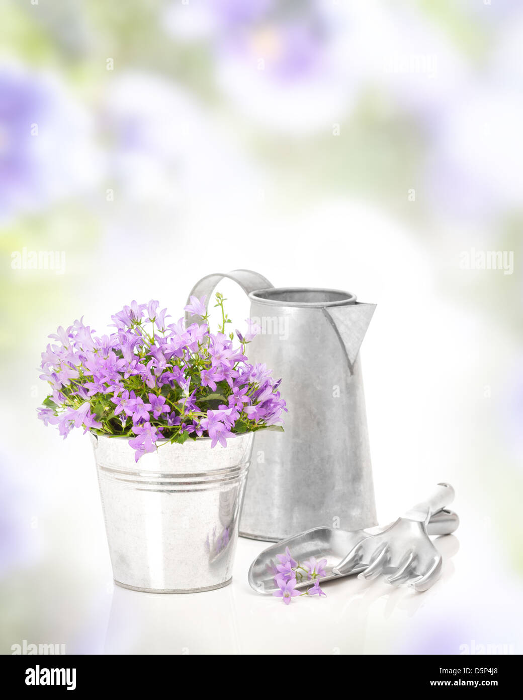 Pretty Companula flowers in bucket with watering jug Stock Photo