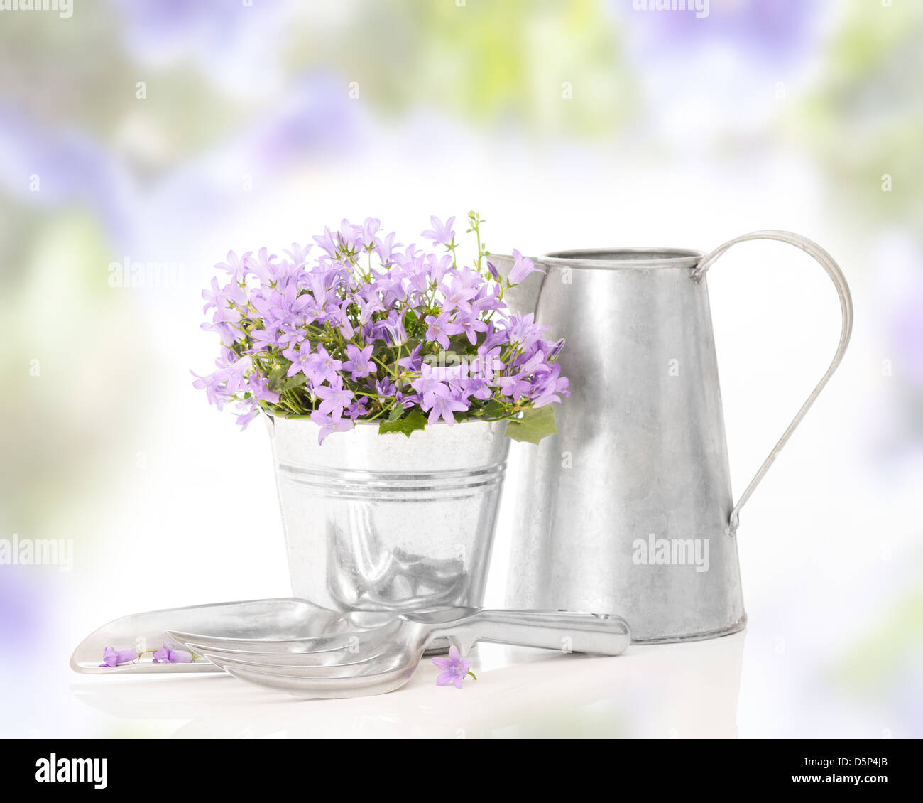 Pretty Companula flowers in bucket with watering jug and abstract background Stock Photo