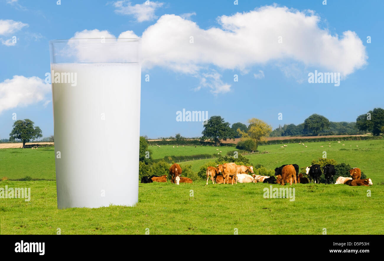 Glass of full cream dairy milk in country field of cows Stock Photo Alamy