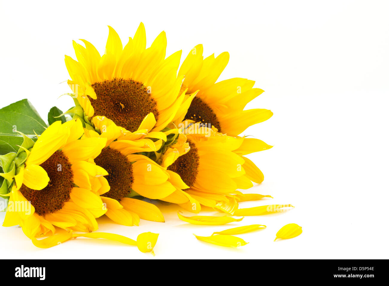 beautiful bouquet of sunflowers on a white background Stock Photo - Alamy