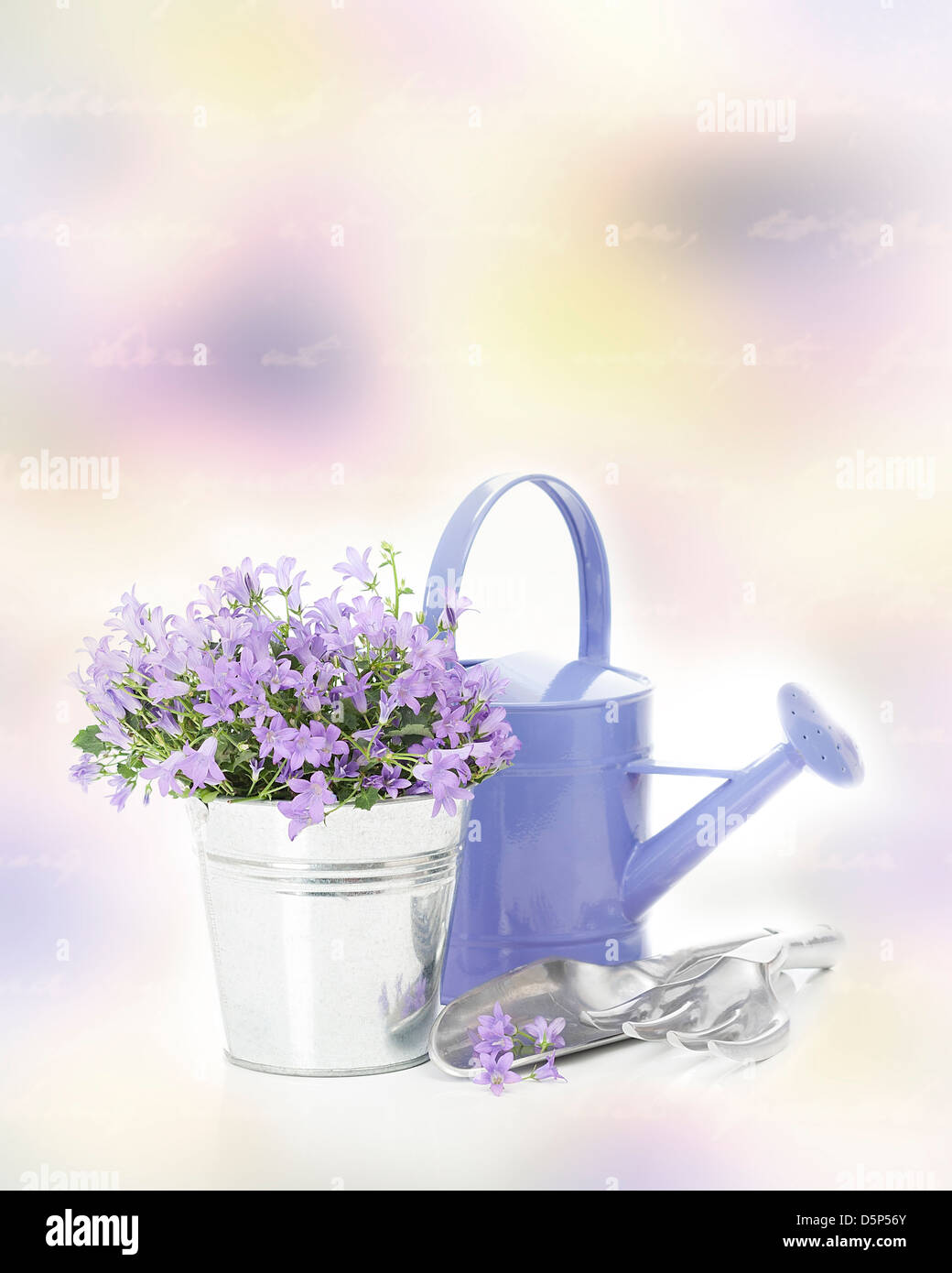 Campanula flowers in pot with garden tools Stock Photo