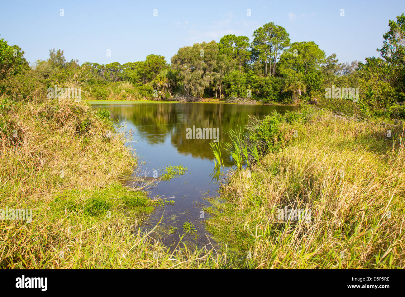 Moorhen Lake in the Wildflower Preserve in Charlotte County in