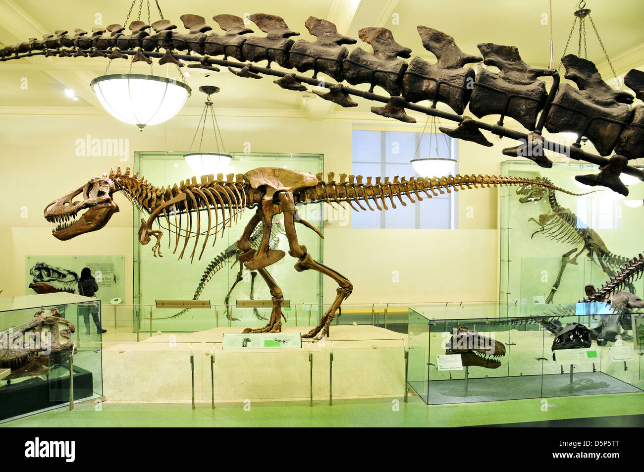 T Rex, Dinosaurs, American Museum of Natural History, Upper West Side, Manhattan, New York City, USA Stock Photo