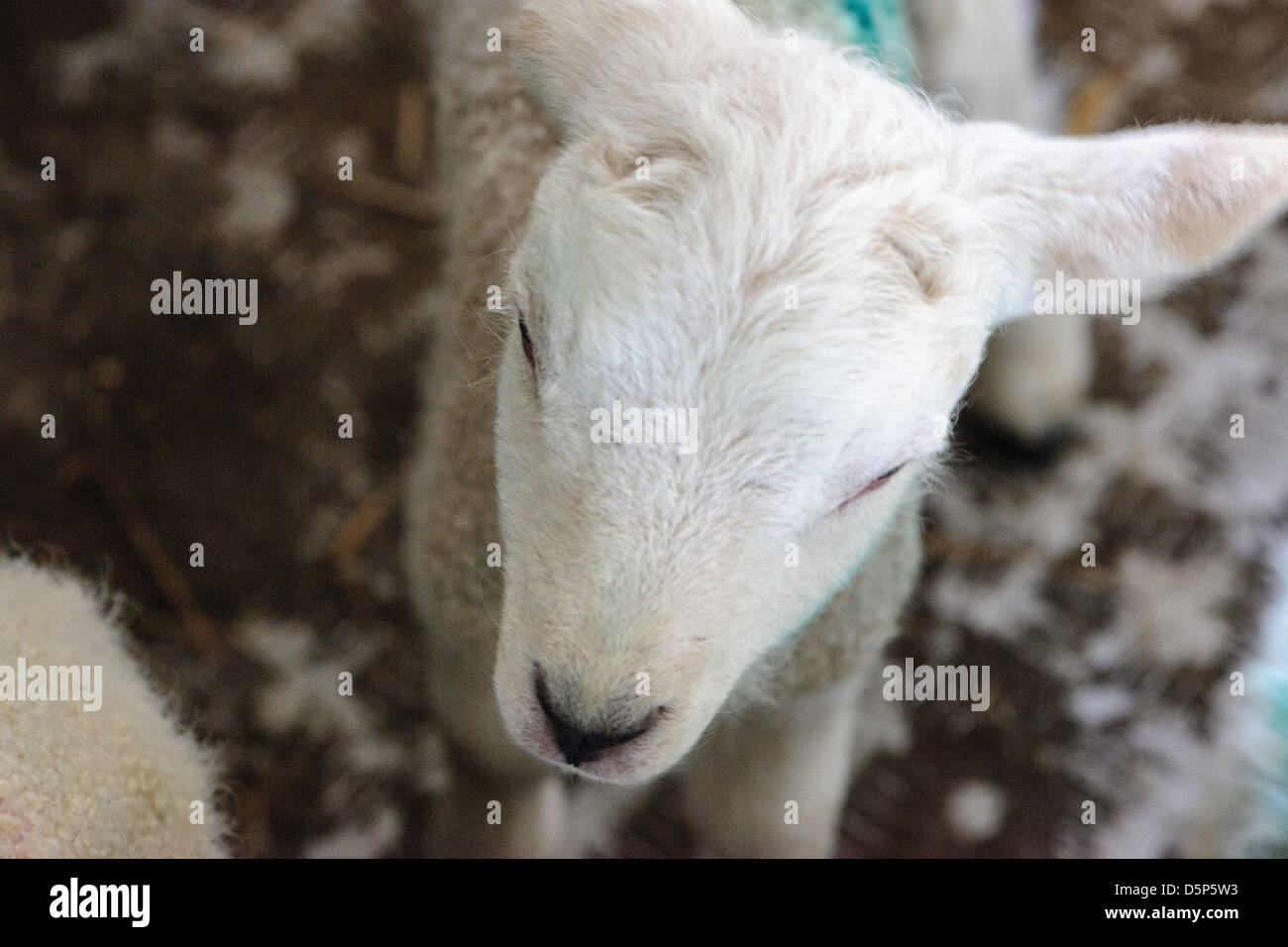 Newborn baby lamb, head shot from above, close up Stock Photo Alamy