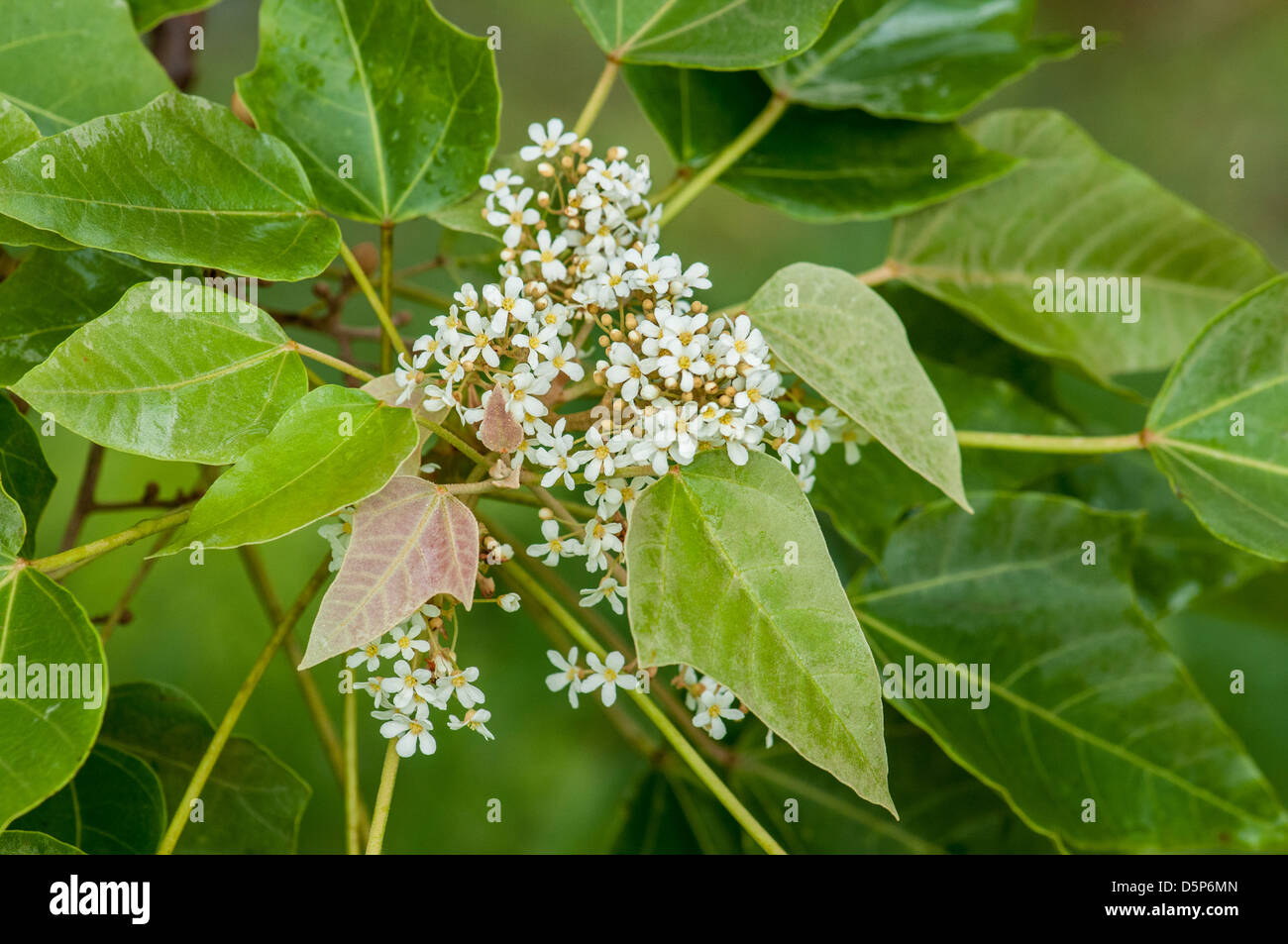 Kukui nut tree blossom, Hoomaluhia Botanical Garden, Kaneohe, Windard Oahu, Hawaii. Stock Photo