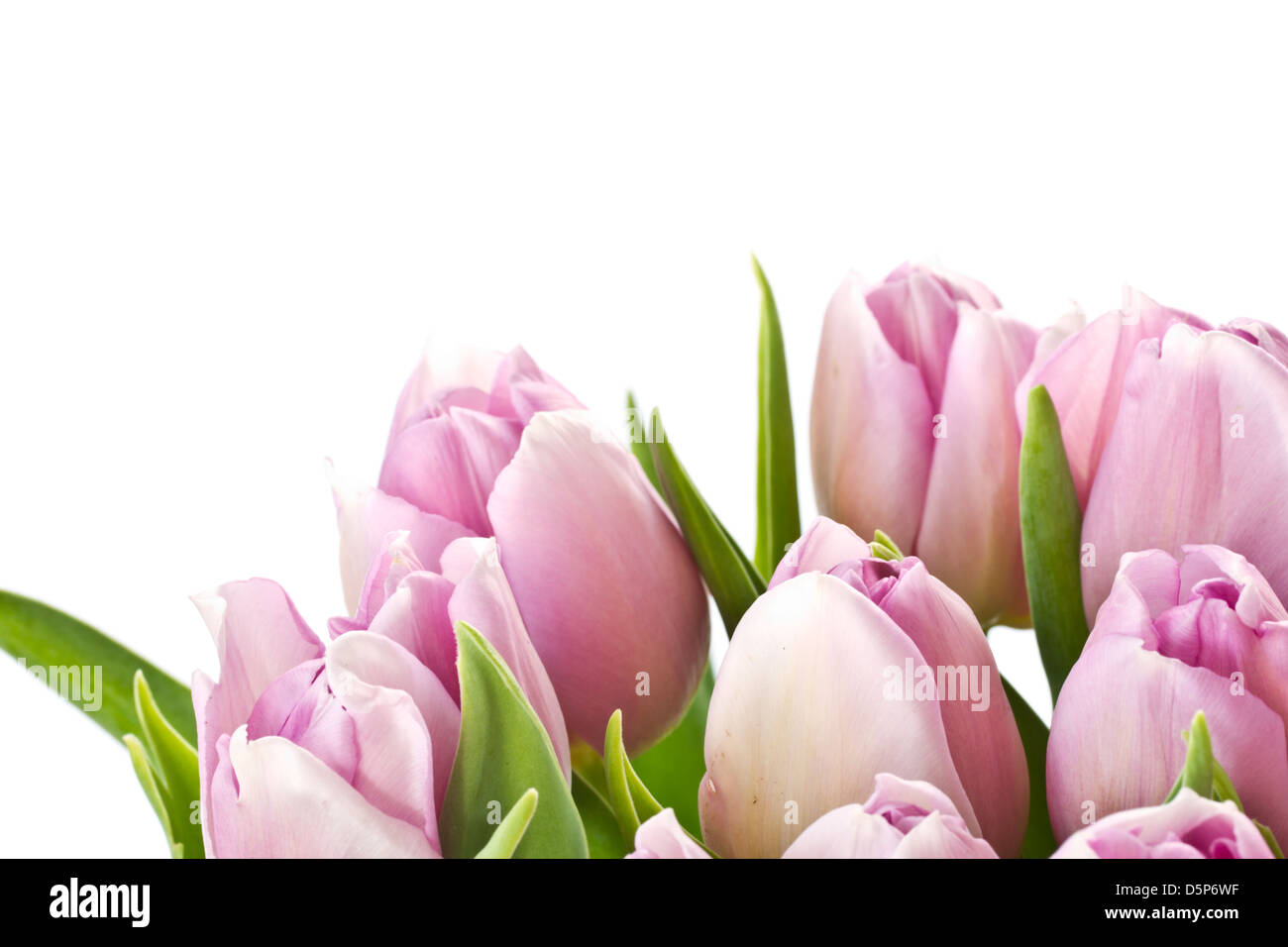 beautiful bouquet of purple tulips from the set Stock Photo Alamy