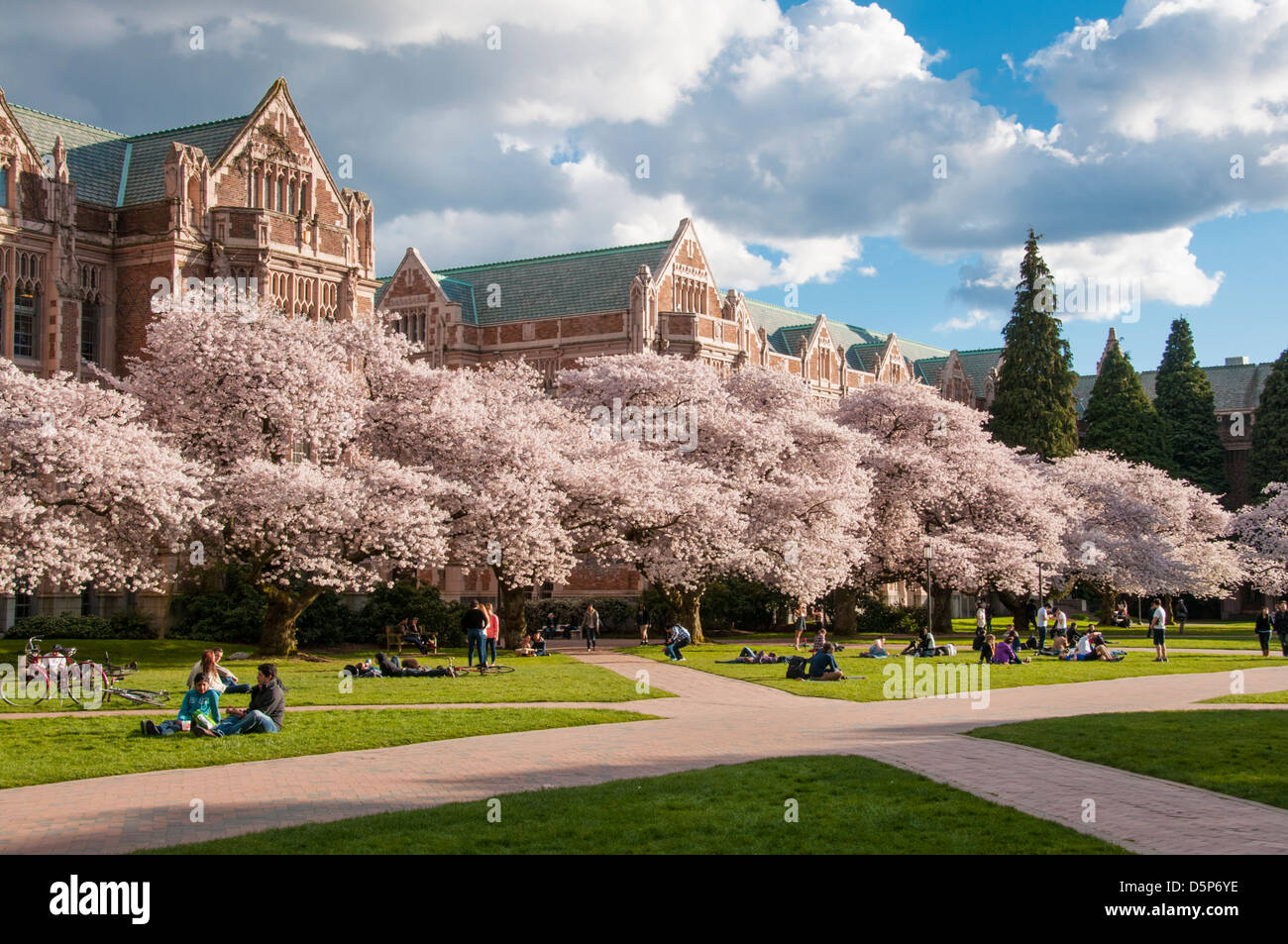 Blooming cherry trees on the University of Washington Quad in Seattle, Washington. Stock Photo