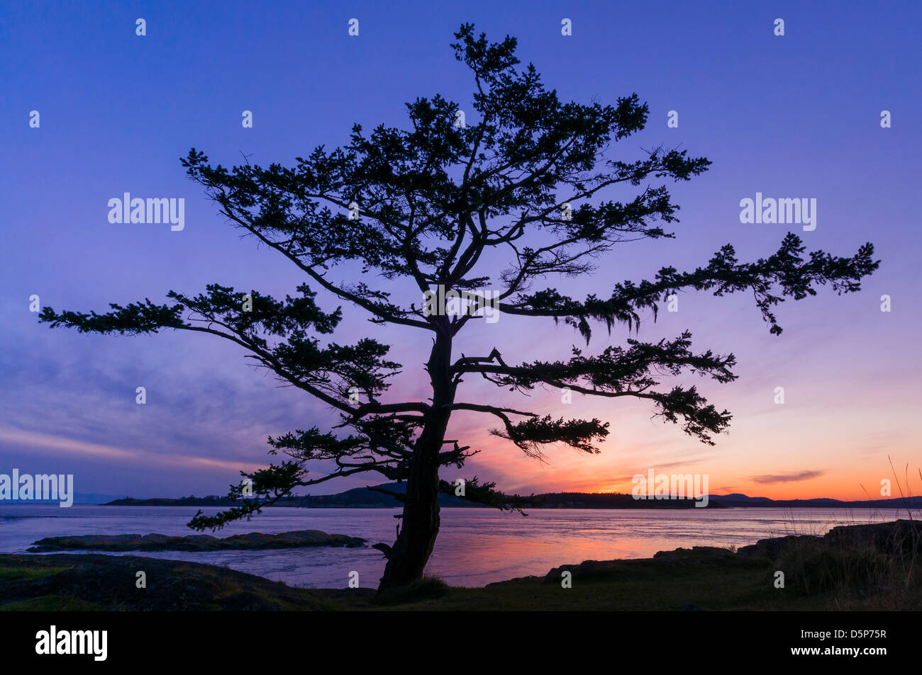 Tree at sunset, Shark Reef Sanctuary, Lopez Island, San Juan Islands, Washington. Stock Photo