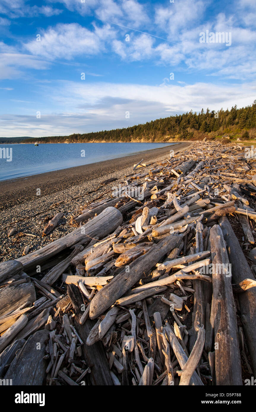 Driftwood on beach at Spencer Spit State Park, Lopez Island, San Juan Islands, Washington. Stock Photo