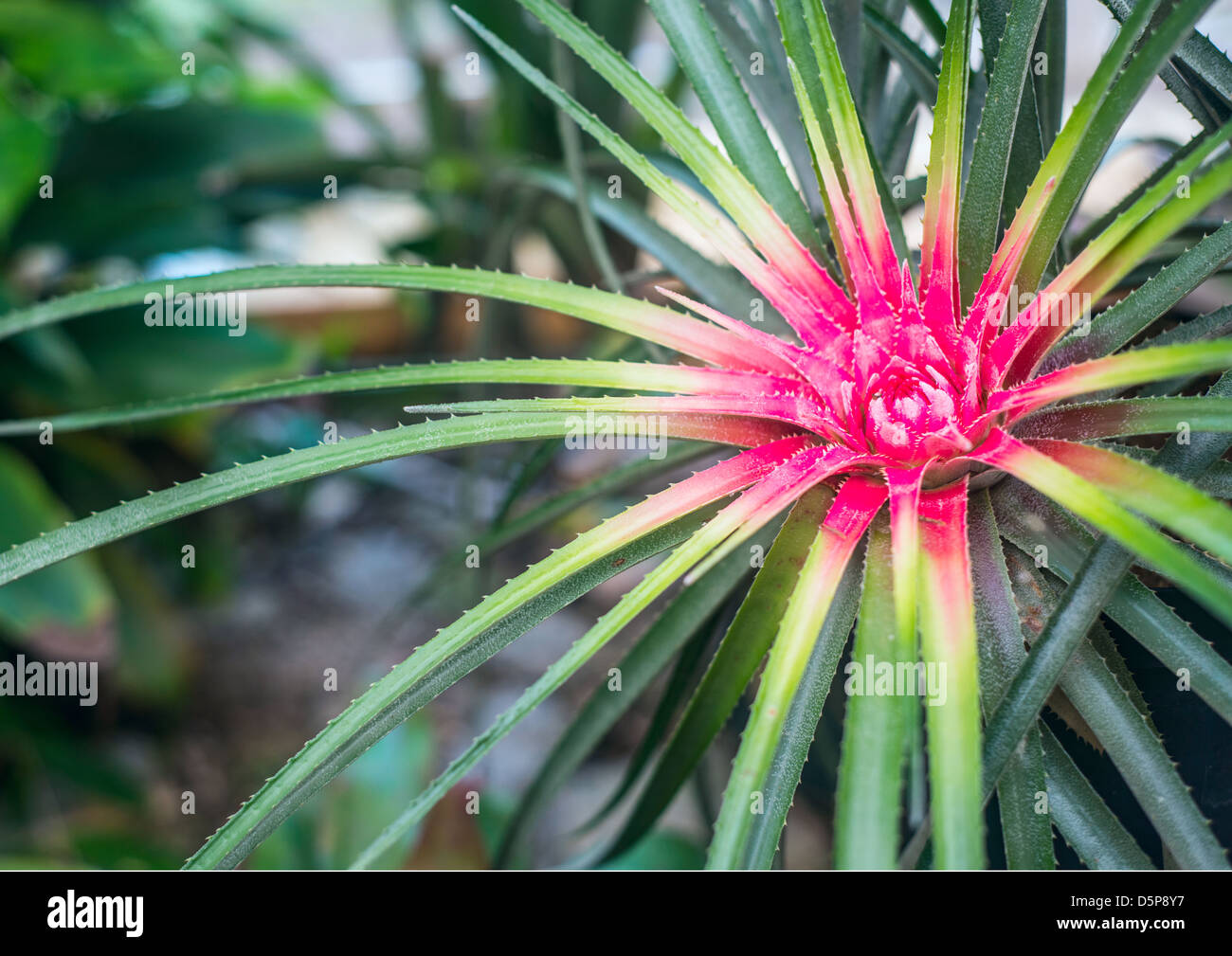 Bromeliad in tropical forest, Brazil Stock Photo